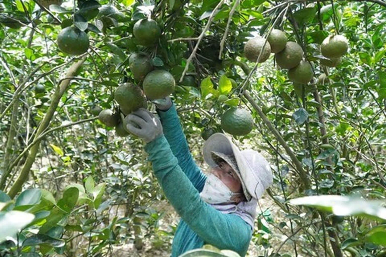 Cận cảnh trái cam sành hữu cơ