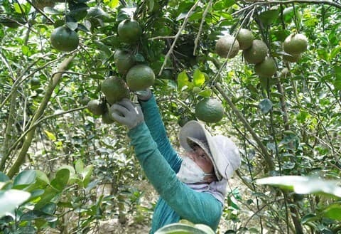 Cận cảnh trái cam sành hữu cơ