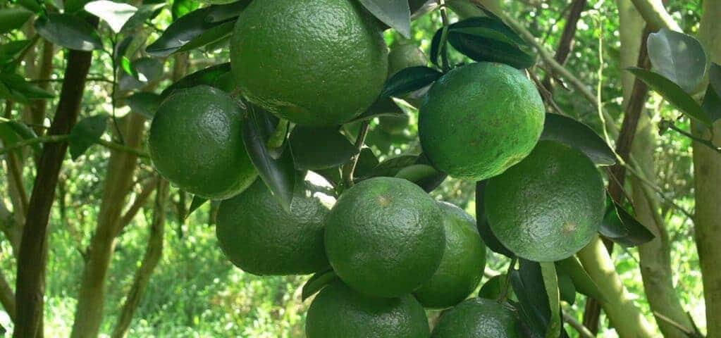 Thu hoạch cam sành